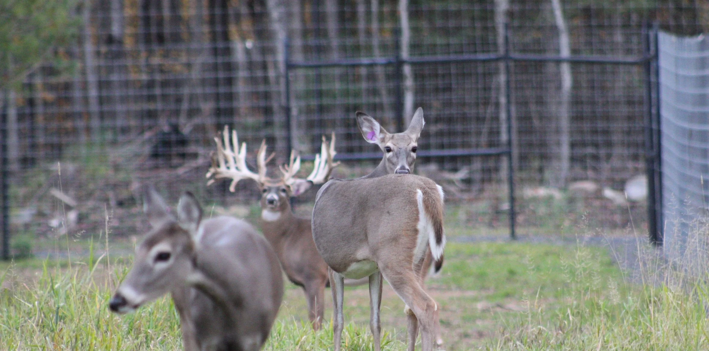 royal-oak-at-wide-and-high-farm.jpg