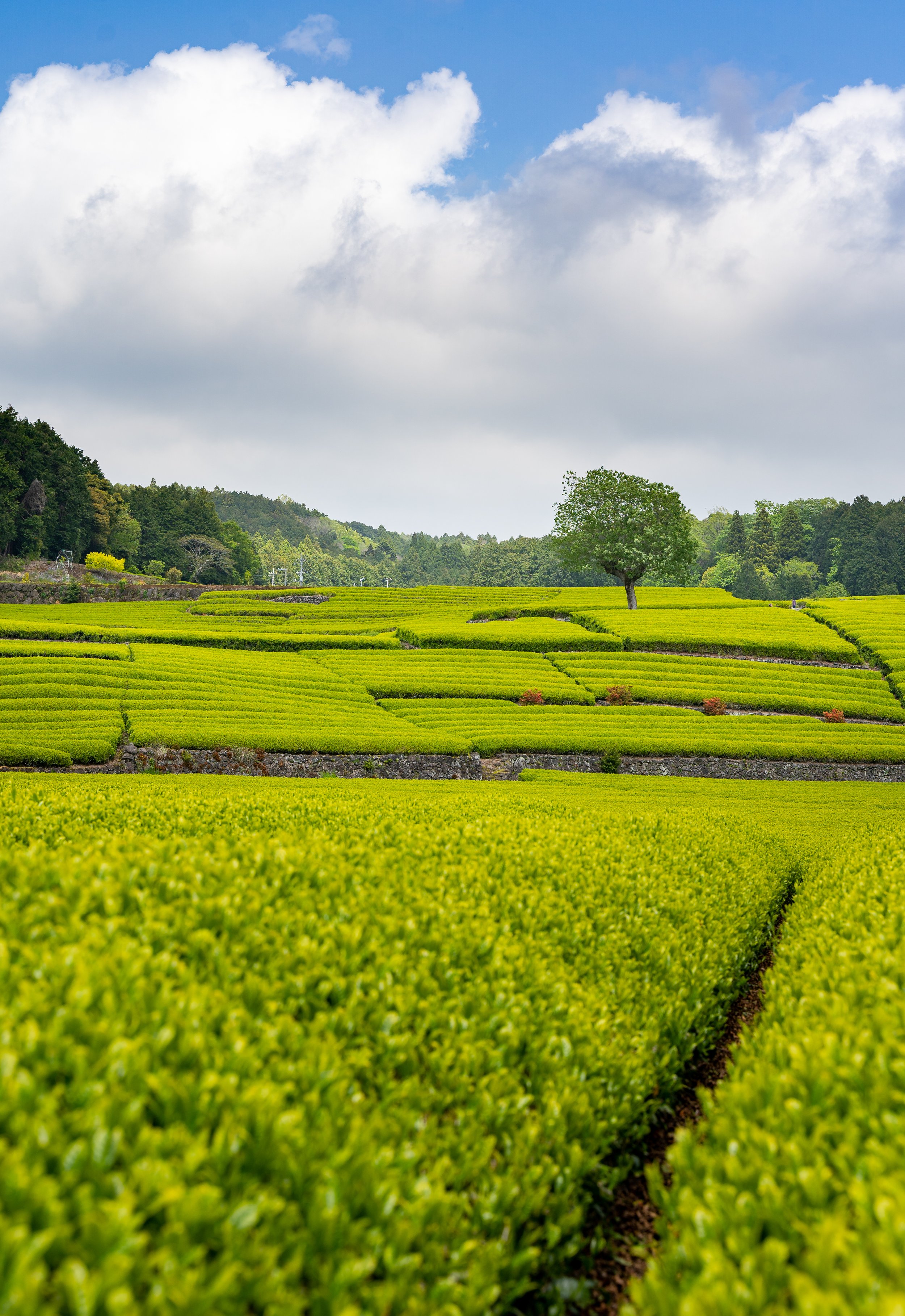 _DSC6105.jpg