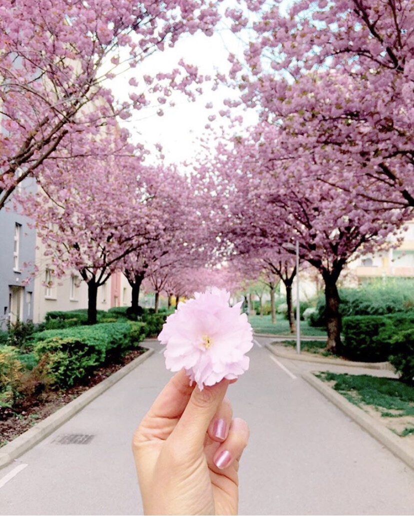 Vienna in Spring Lettering.jpg