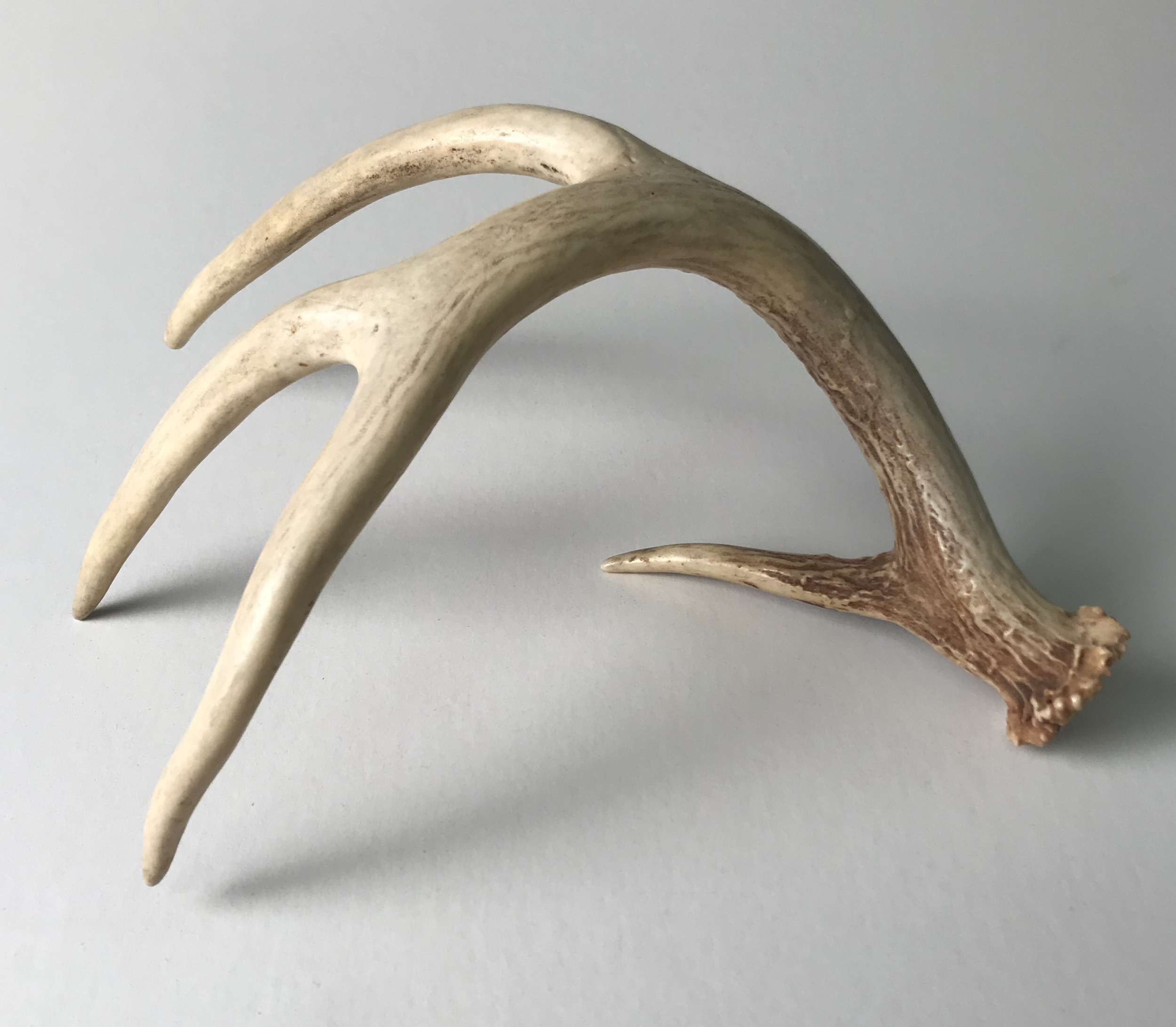 Rough Deer Antler