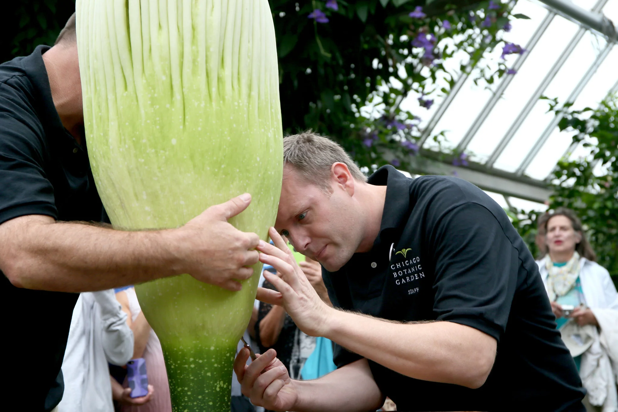 ct-botanic-garden-corpse-flower-opening-met-0831-20150830.jpg