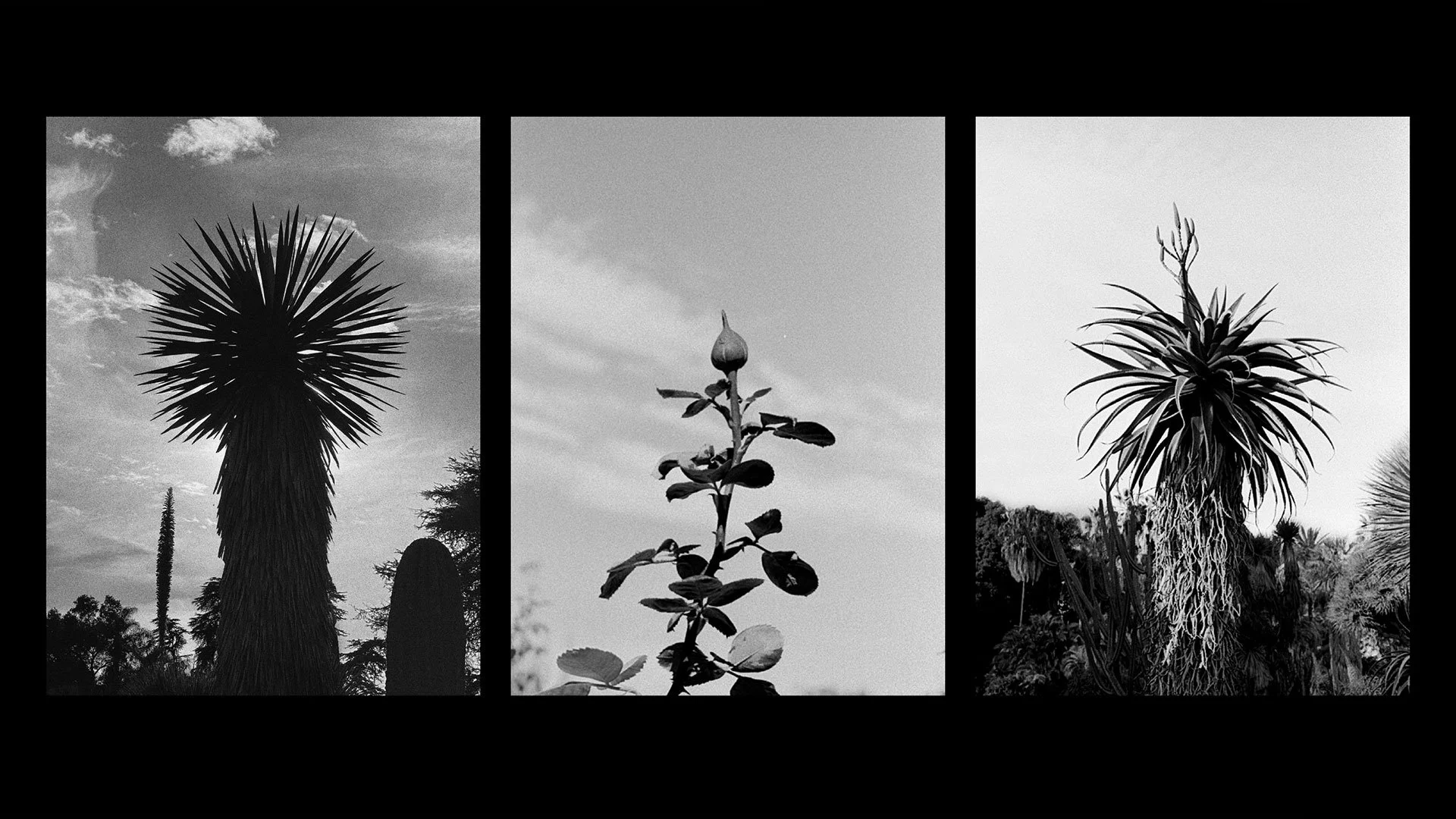 8_Film Photos_Matiz-Press work sample_Wendy Robles.jpg