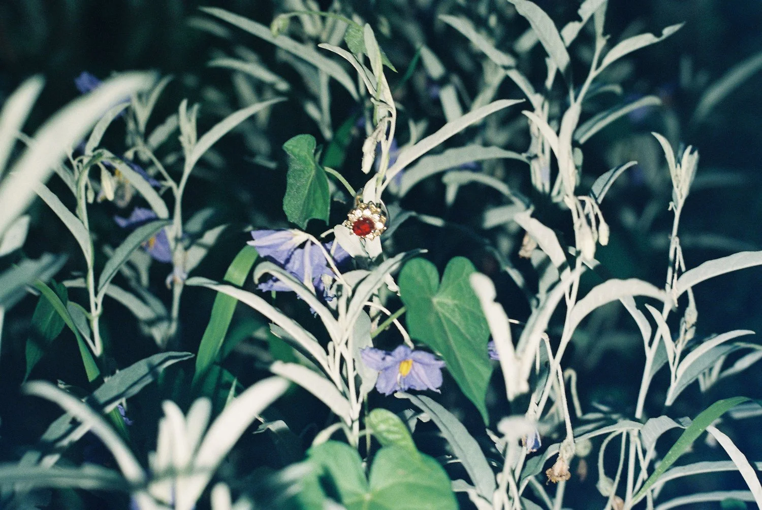 4C. NightShade_Wendy Robles.JPG