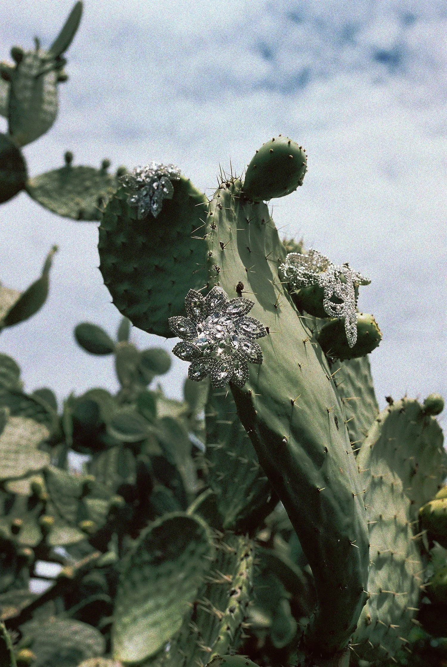 4C. The Parallel Botanization of the Nopal_Wendy Robles.jpeg