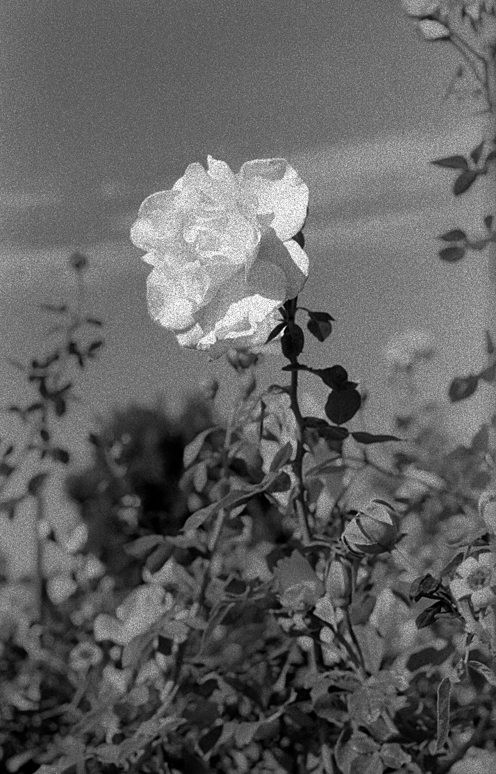 4D. White Rose in December_ Wendy Robles.png
