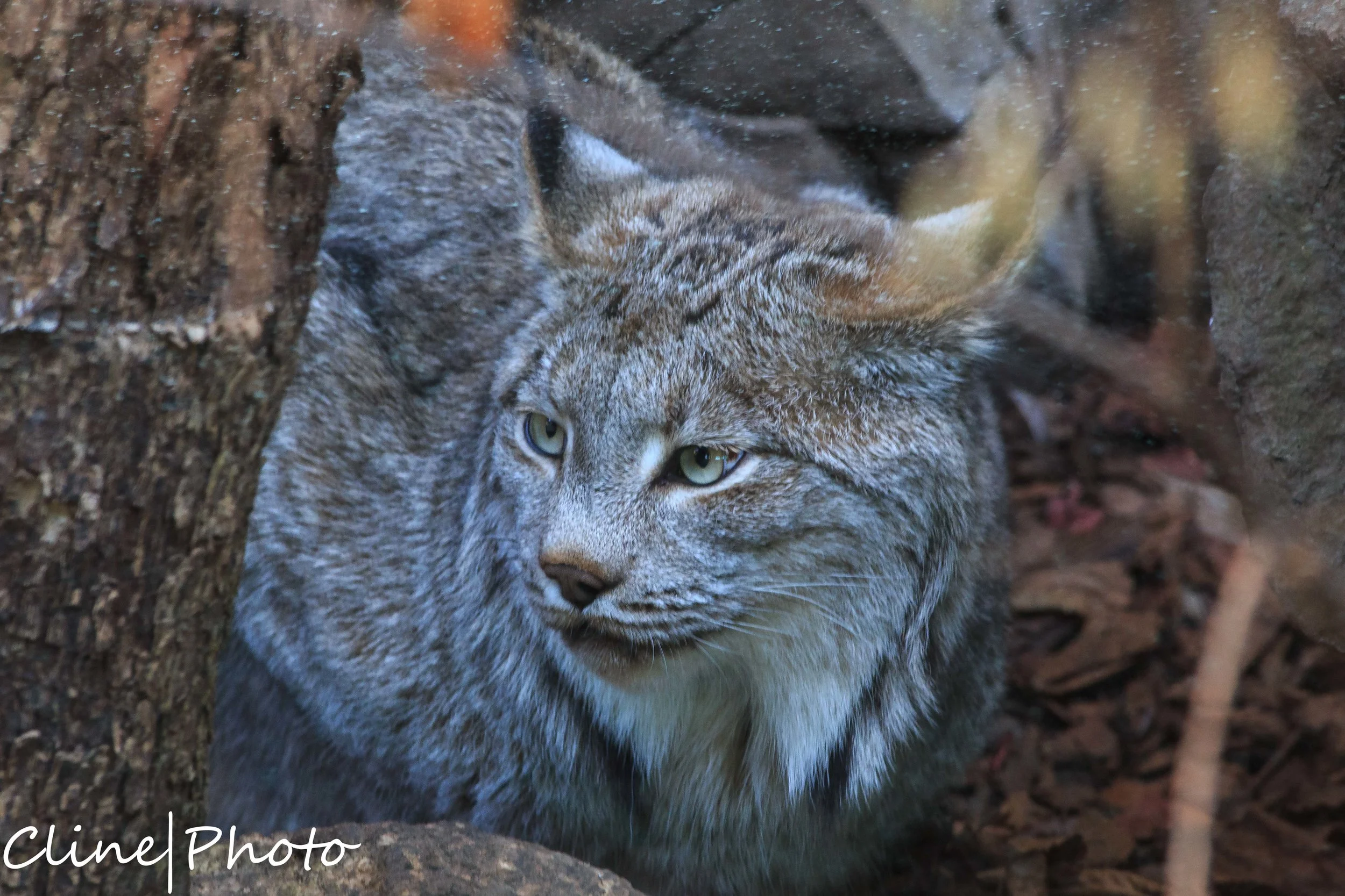 IMG_1411-Edit.jpg