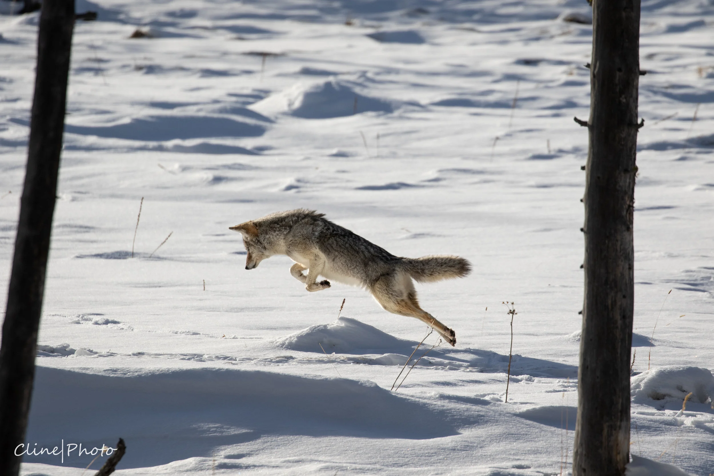Coyote mousing, Yellowstone