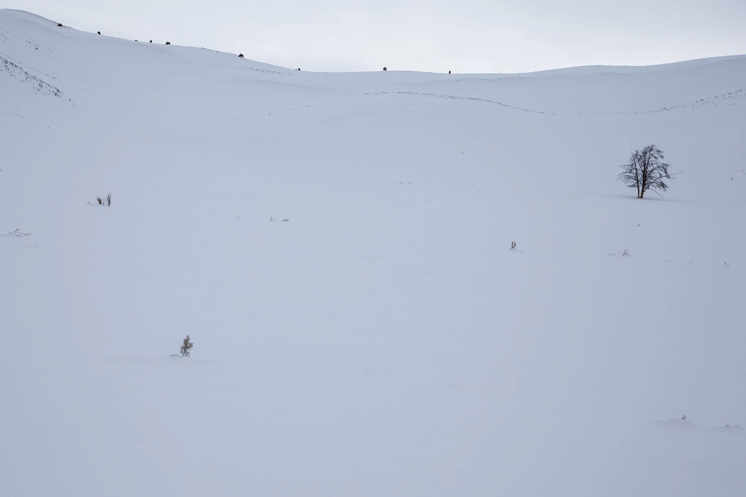Lone Tree and Bison
