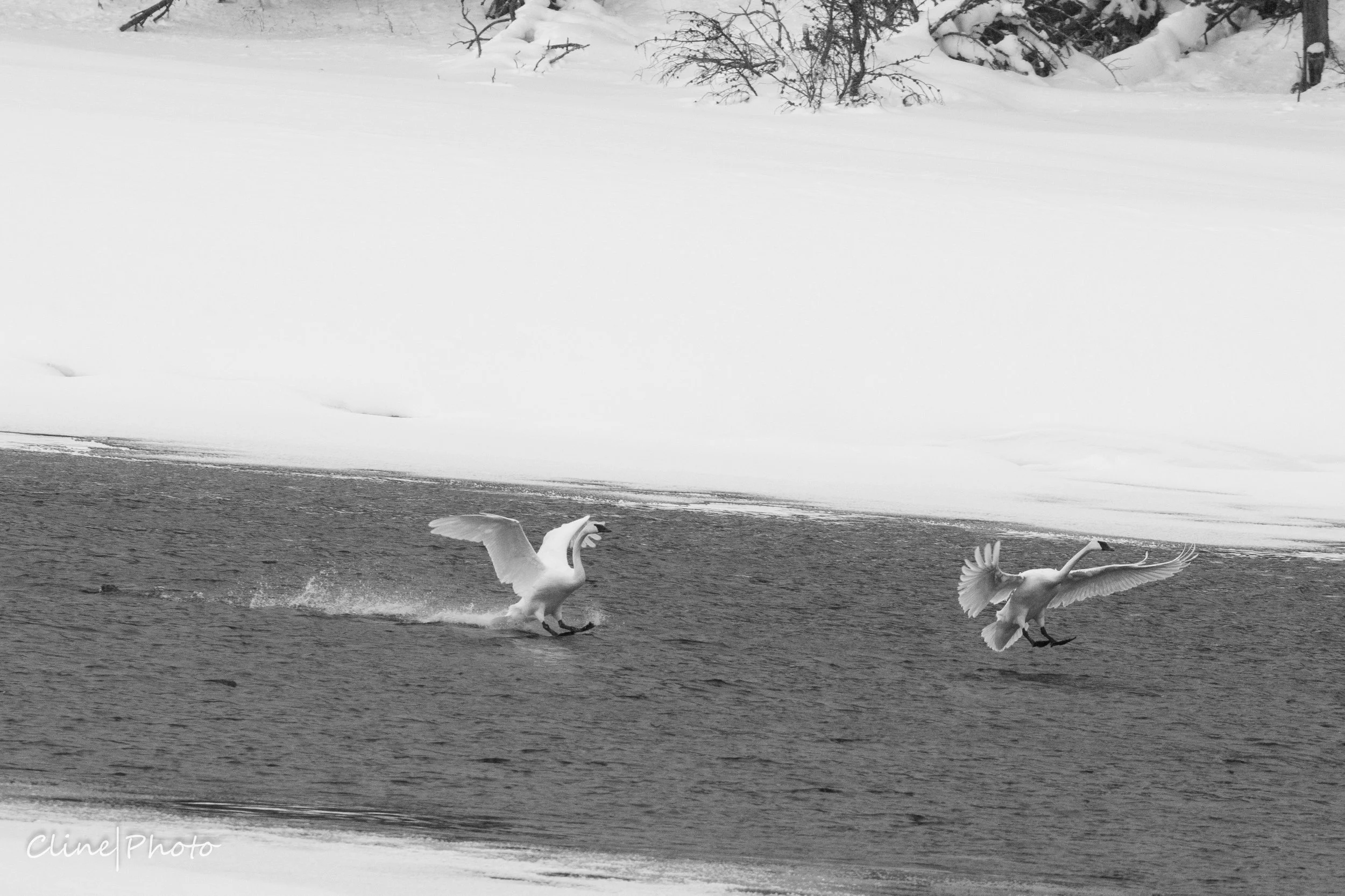 Snow Geese landing