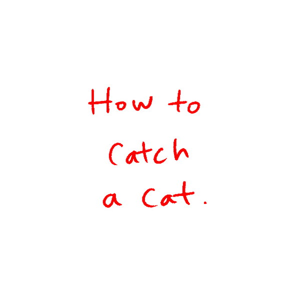 cat.gif