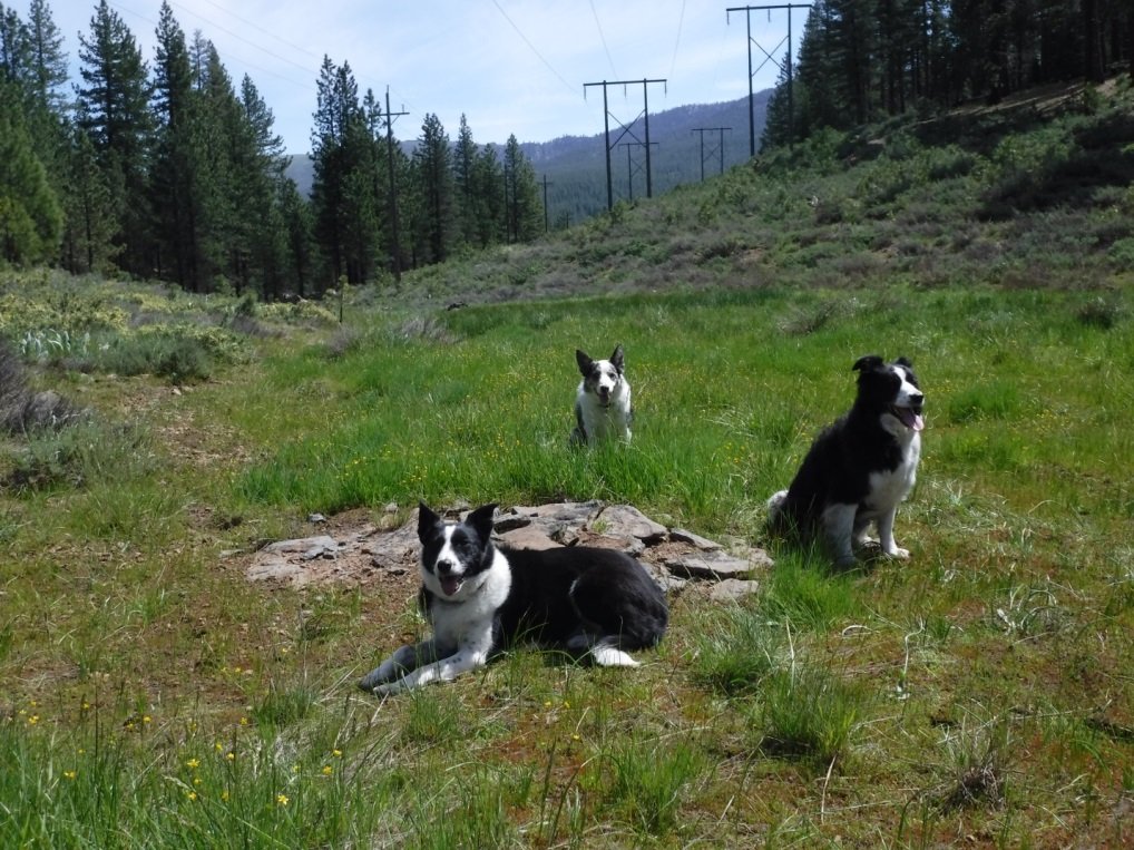 March Lecture - Exploring the Use of Forensic Canines in the Detection of Late Precontact (1000–300 BP) Cremains for Applications in Archaeology