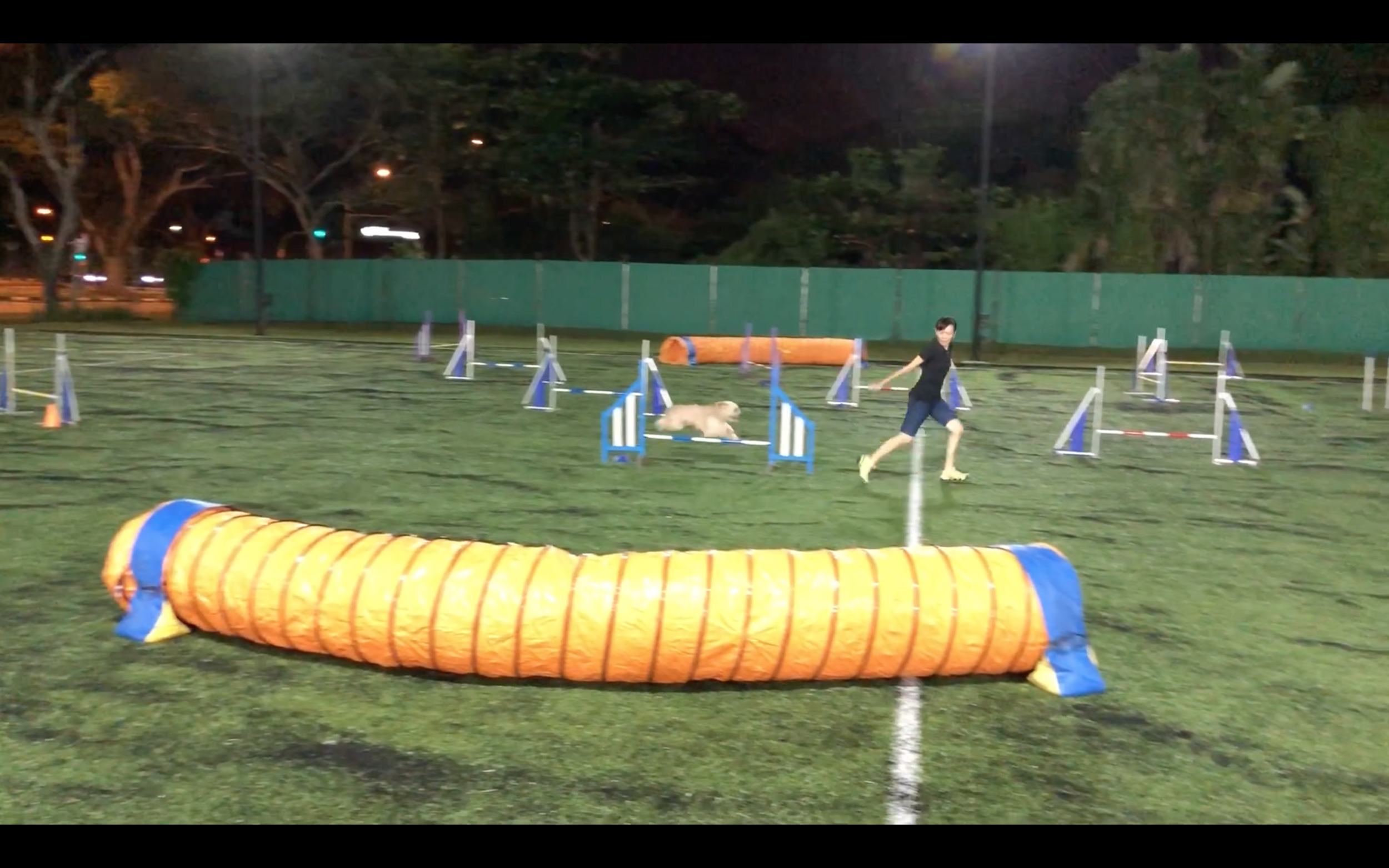 dog agility for fun