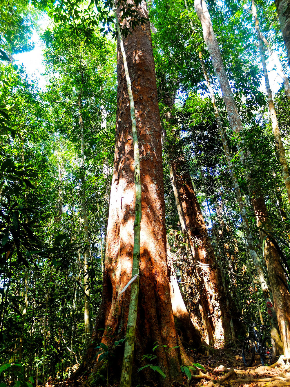 Caption_Jerai's Giant local trees.jpg