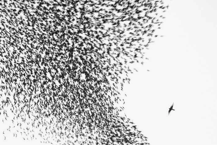 When Women Were Birds