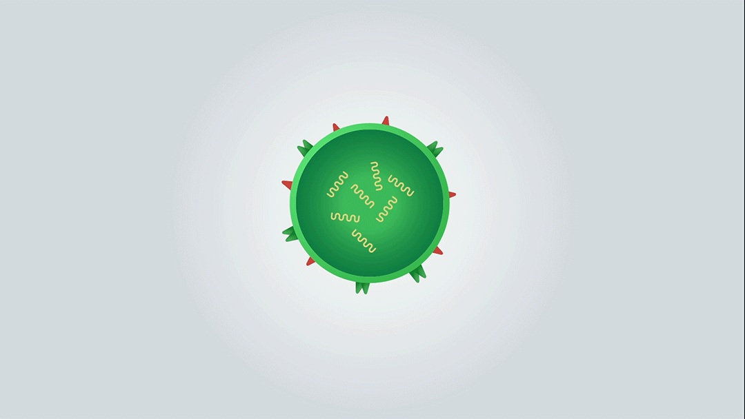 The structral make-up of Influenza Type A virus