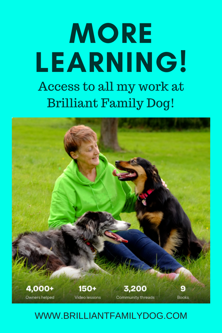 A new chapter in the life of Brilliant Family Dog starts now. Brilliant Family Dog is committed to improving the lives of dogs and their harassed owners through books and online learning, all force-free and dog-friendly! | FREE WORKSHOP | #dogtraining #newrescuedog #dogbehavior #reactivedog #puppytraining | www.brilliantfamilydog.com