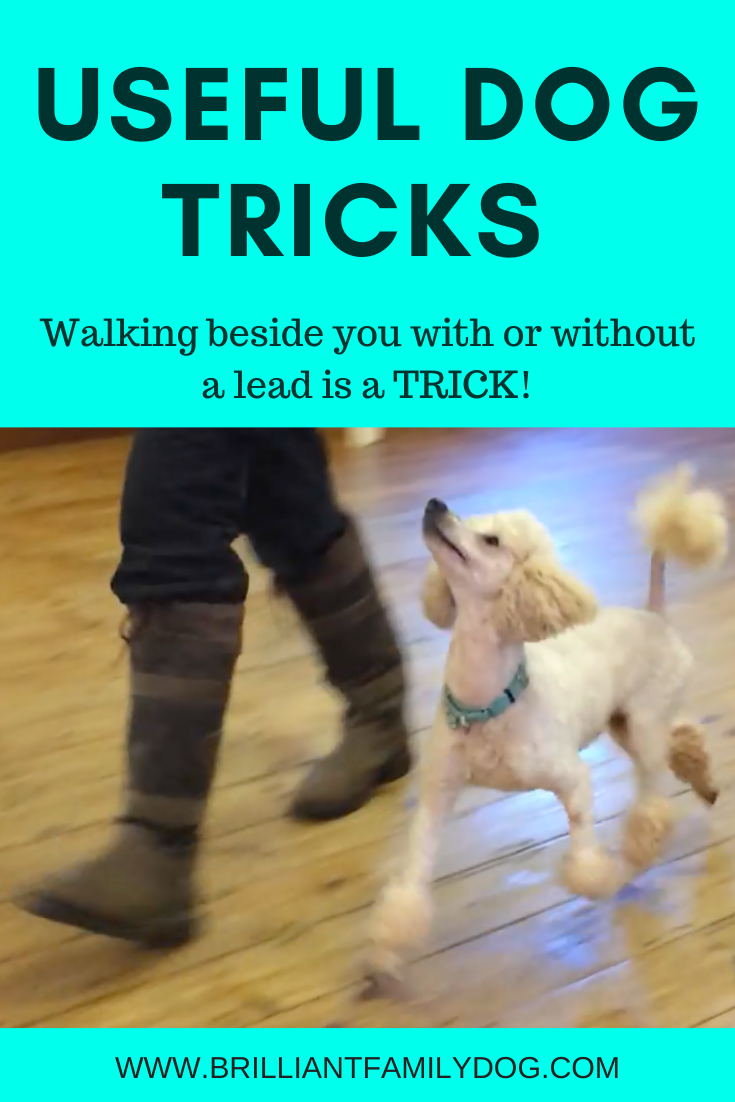 do dogs enjoy doing tricks