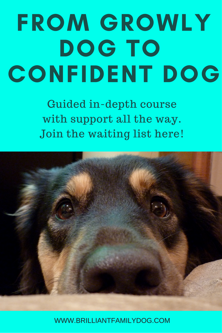 From Growly Dog to Confident Dog training course.png