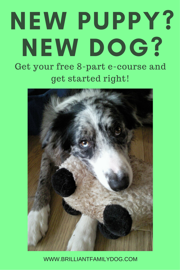 New Puppy? New Dog? Free e-course for you here!