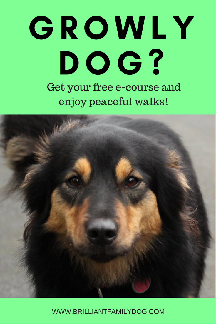 Growly Dog? Reactive or aggressive dog? Free e-course for you!