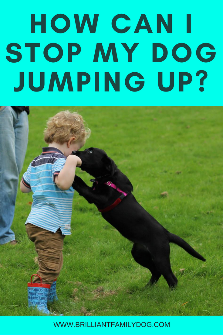 how do i stop my dog from jumping up at visitors