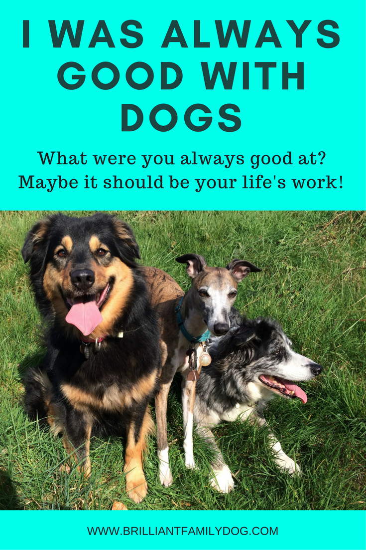 Dog training, new puppy, puppy training, dog behavior | If you’re great with dogs, maybe you should consider studying and making dogs your career? | FREE EMAIL COURSE | #newpuppy, #dogtraining, #puppytraining, #dogbehavior | www.brilliantfamilydog.c…