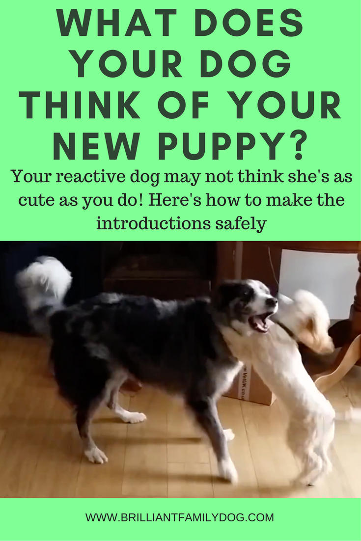 introducing a new puppy to your current dog