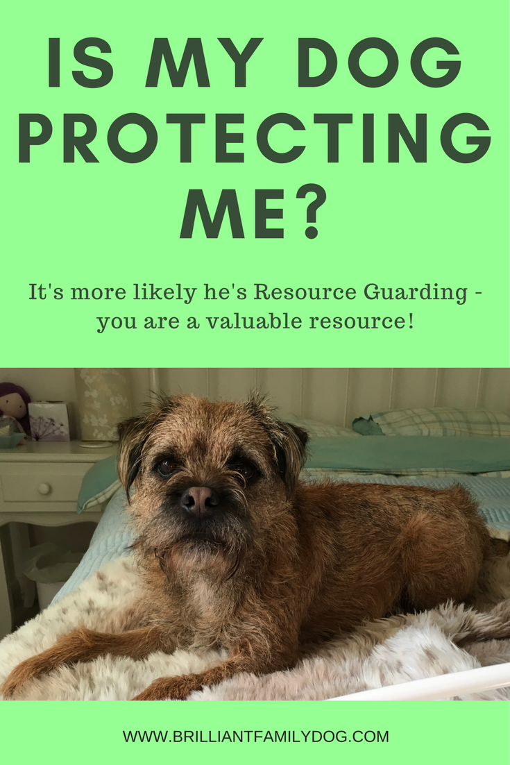 why do dogs protect you