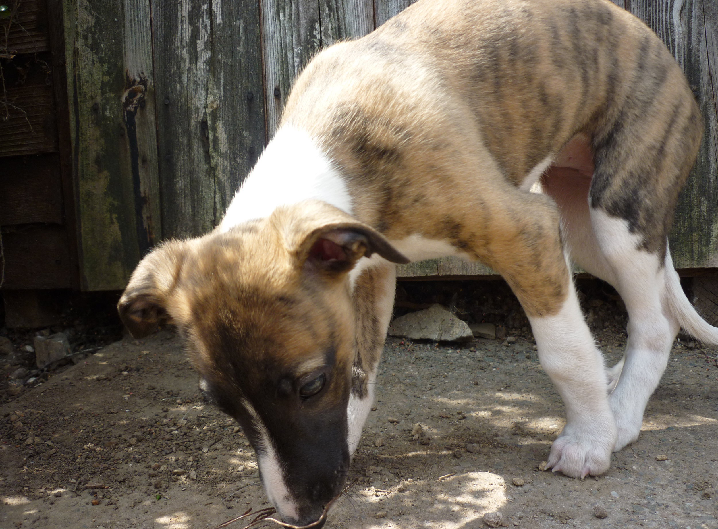 Whippet Cross Whippet Looking For A Home Bringing A Whippet