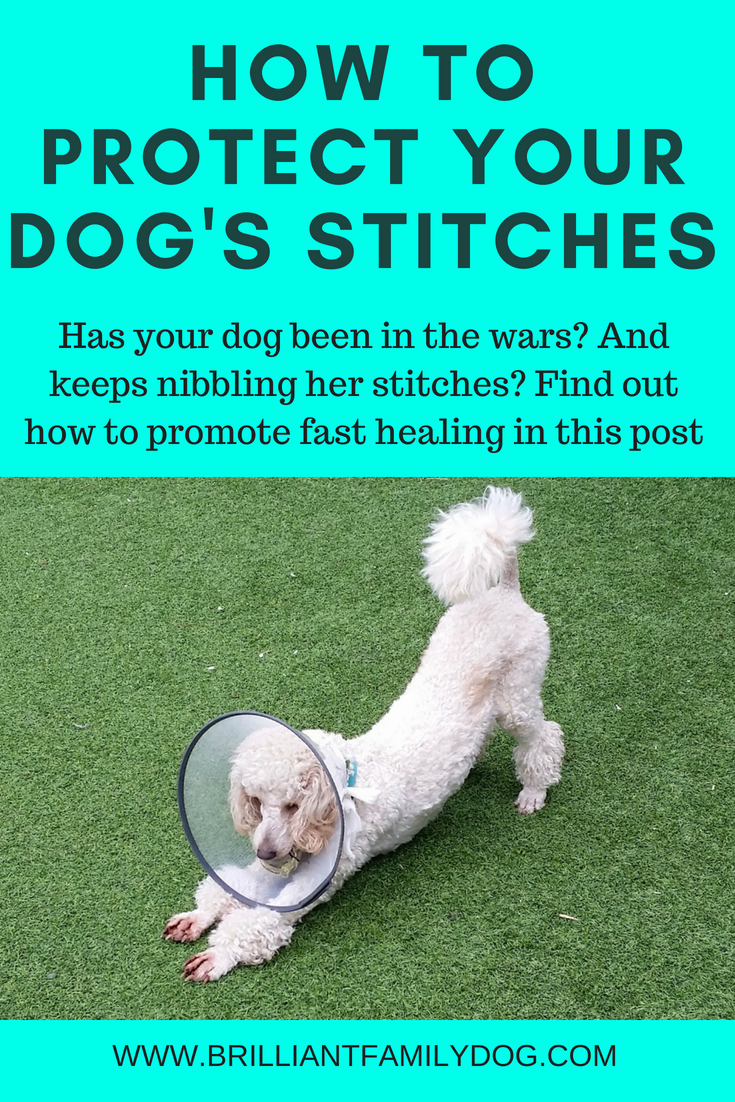 how do i stop my dog from scratching his wound
