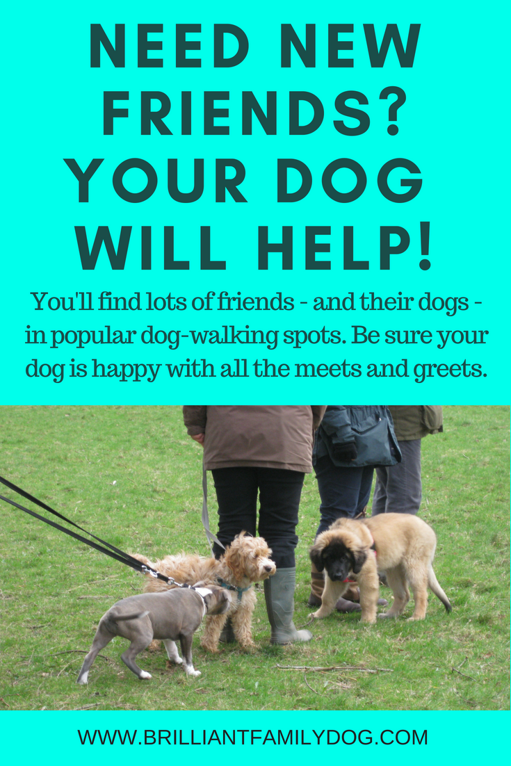how can i get my dog to meet other dogs