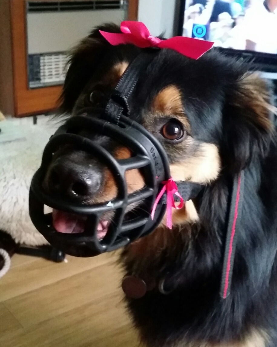 dogs that have to wear muzzles