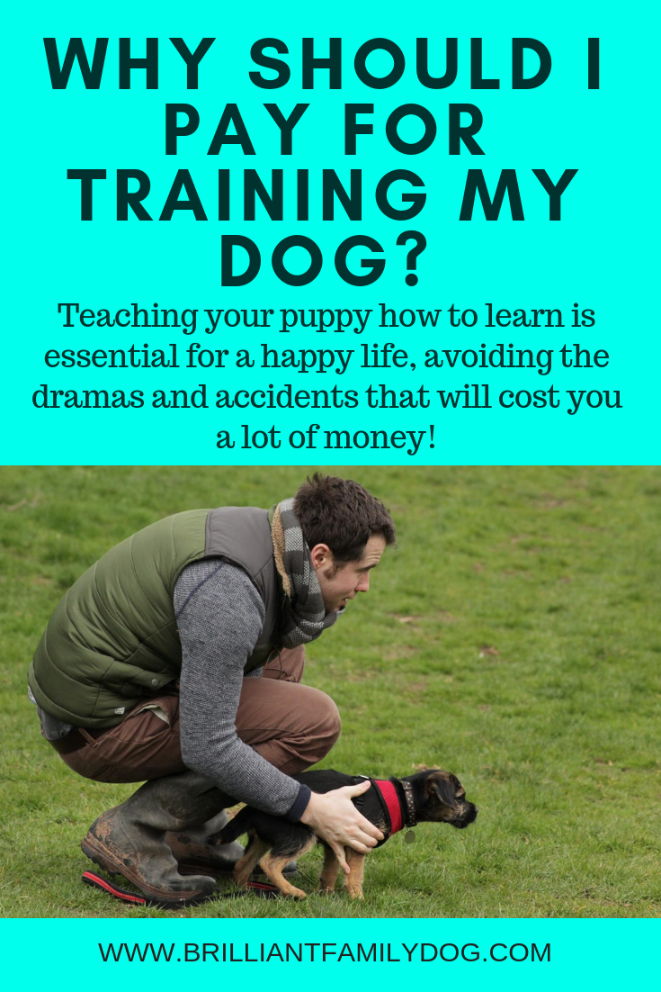 dog trainer near me prices