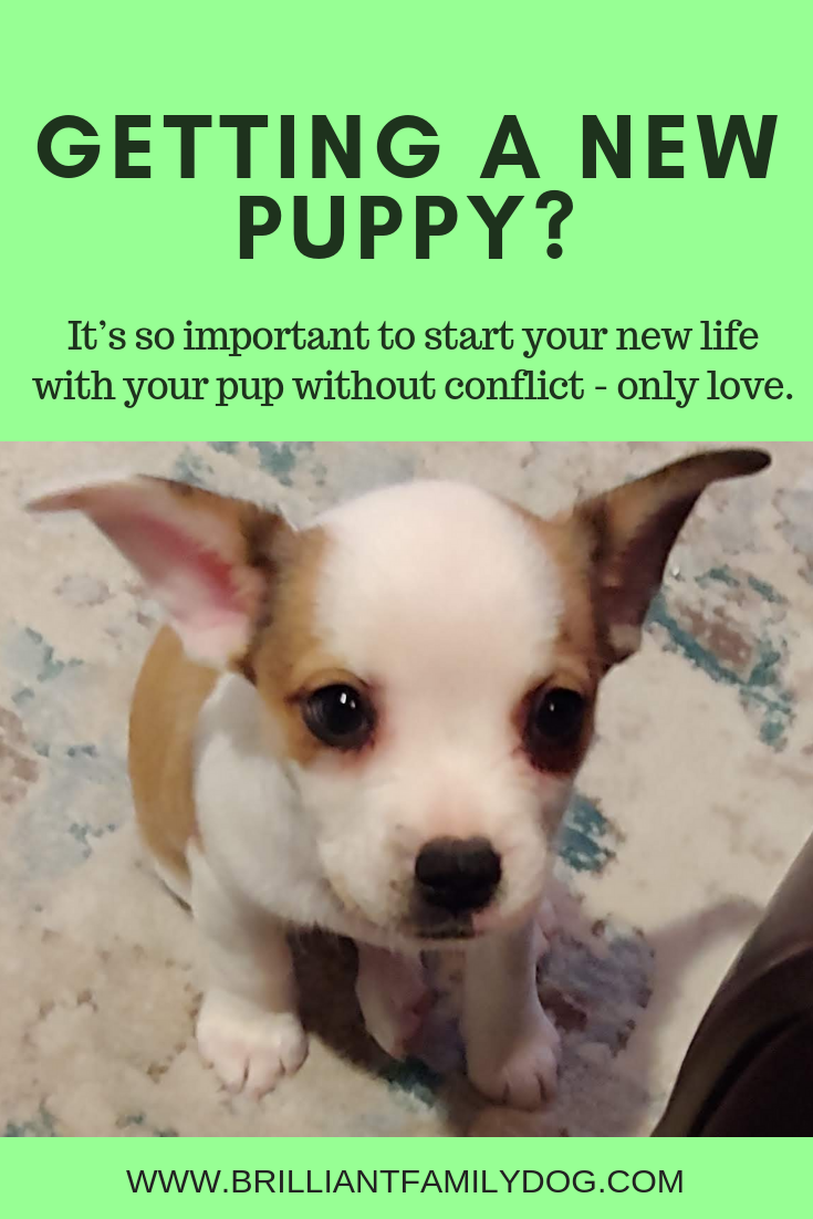 how do i choose a new puppy