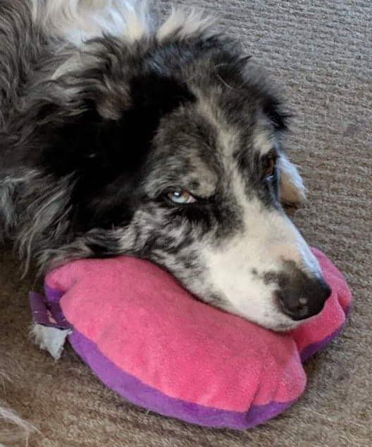 Rollo pink cushion.png