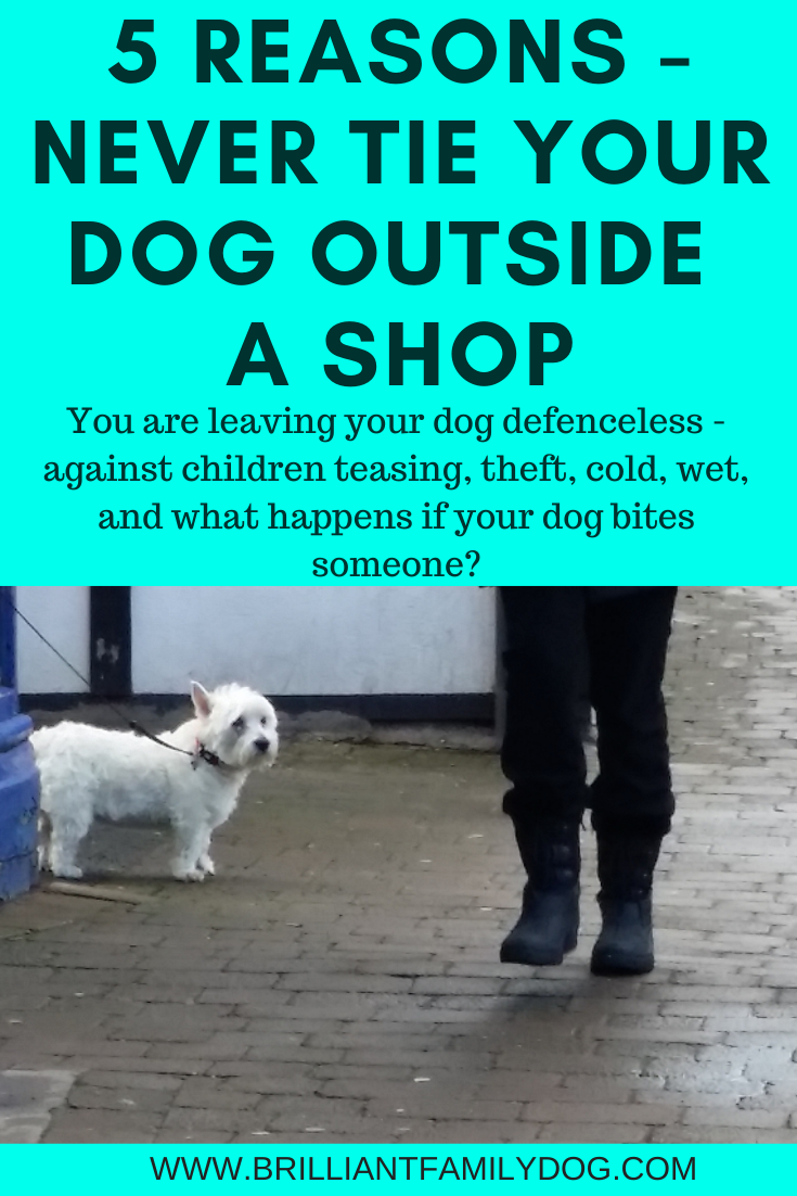 shop a dog