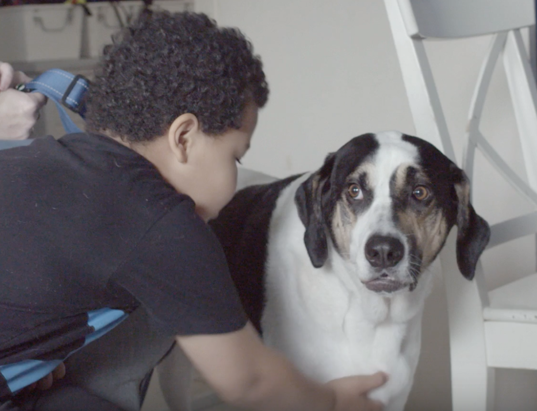 Brilliant Family Dog is changing the world, one dog at a time. Over the holiday season you may be having visitors, but your dog is not used to an invasion in his home! Find out the best preparations to make to ensure it all goes off happily | FREE E…