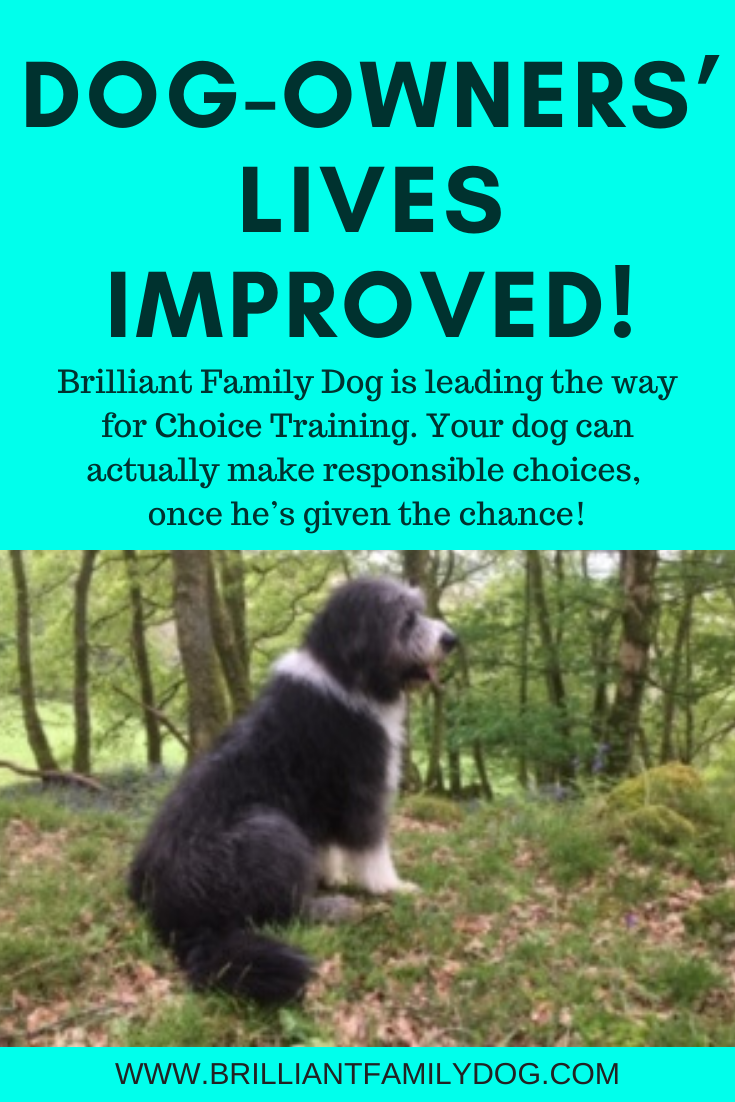 How to Make Your Dog More Confident on Walks: Unleash Poise!