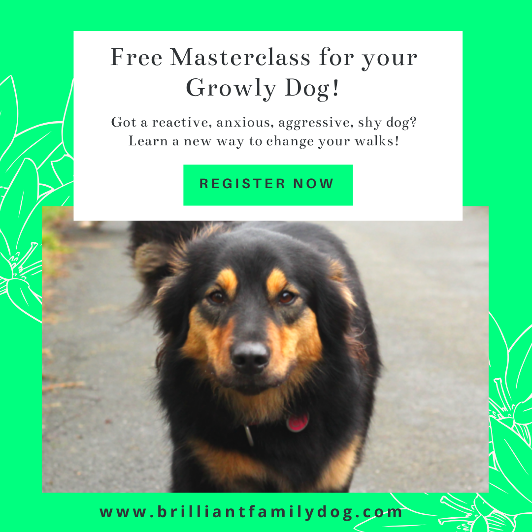 Brilliant+Family+Dog+is+committed+to+improving+the+lives+of+dogs+and+their+harassed+owners.+Starting+your+puppy+the+right+way+is+vital+to+building+his+confidence+for+the+future.+There%u2019s+a+lot+of+misunderstanding+around+“Puppy+Socialisation”.+Ch…