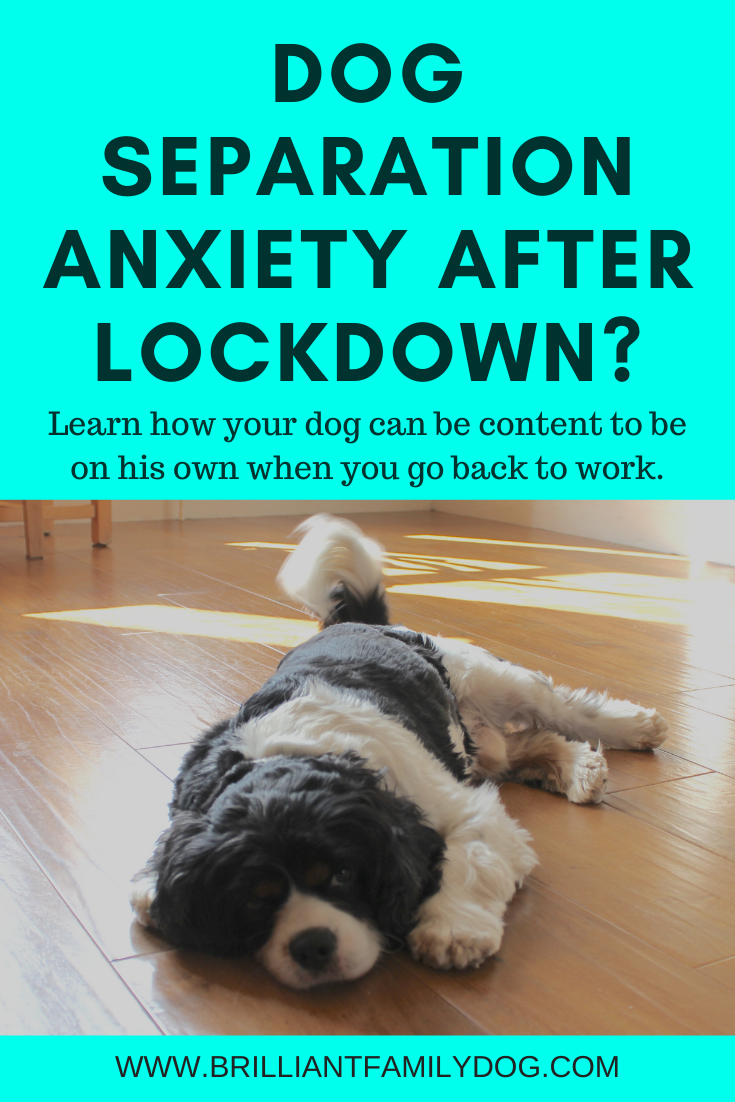 how do i help my dog with anxiety when left alone