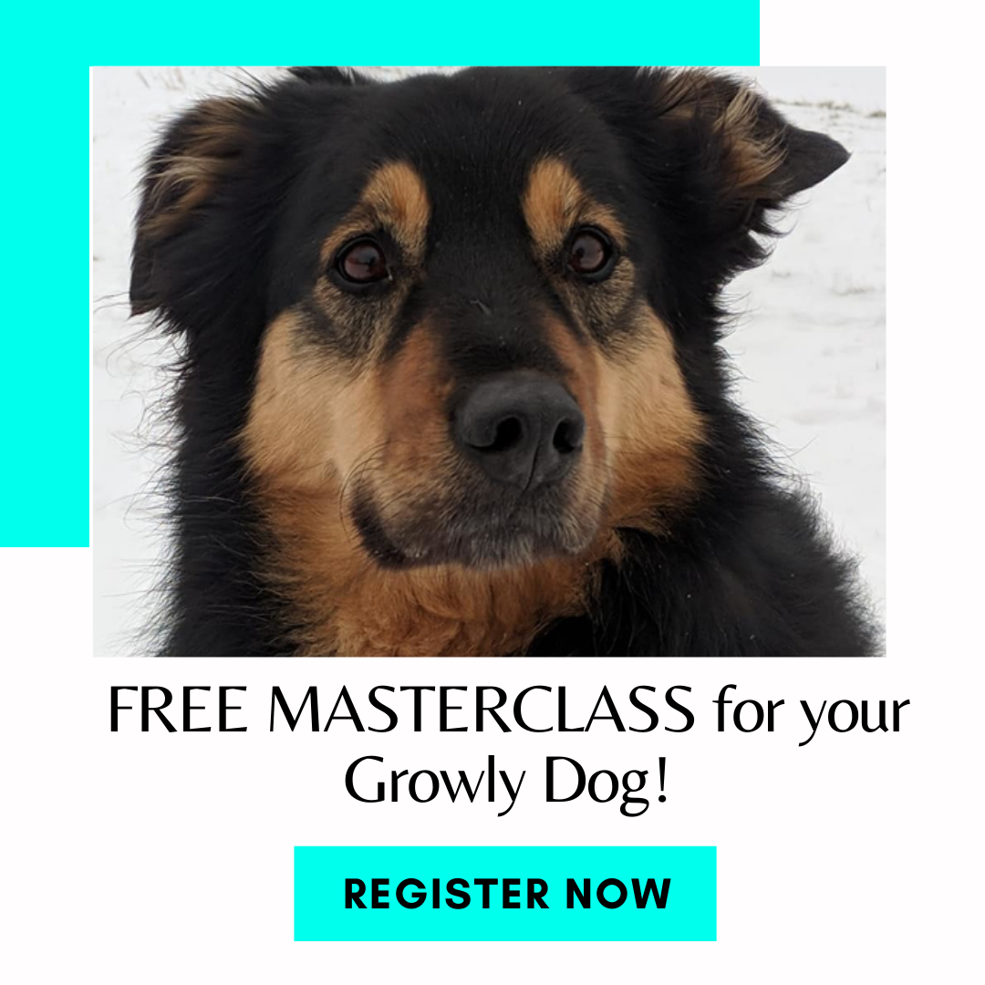 Brilliant+Family+Dog+is+committed+to+improving+the+lives+of+dogs+and+their+harassed+owners.+Join+our+free+Masterclass+to+find+out+just+how+you+can+change+your+dog%u2019s+“aggressive”+behavior+for+good!+ +FREE+MASTERCLASS+ +#growlydog,+#dogtraining,+…
