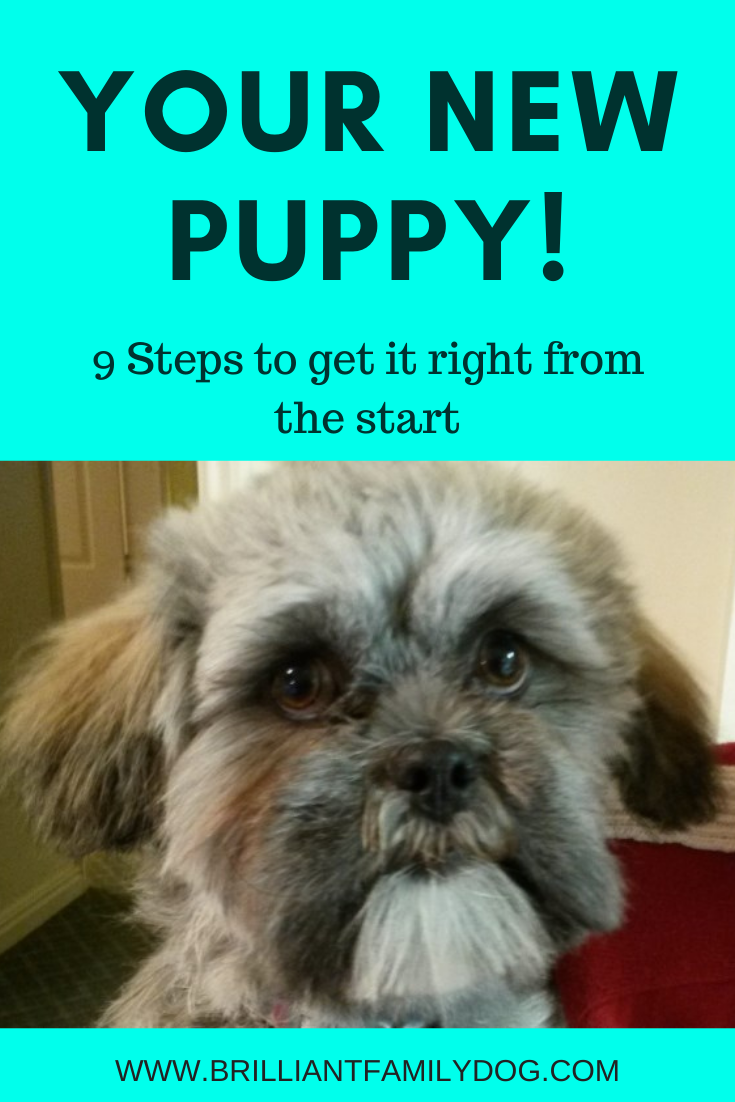steps to getting a dog
