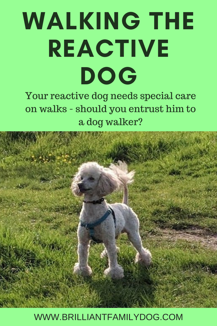 dog walkers — Brilliant Family Dog — Brilliant Family Dog