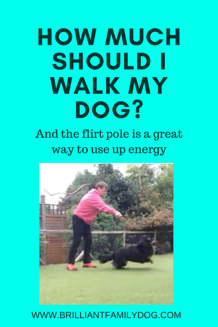 How much should I walk my dog?