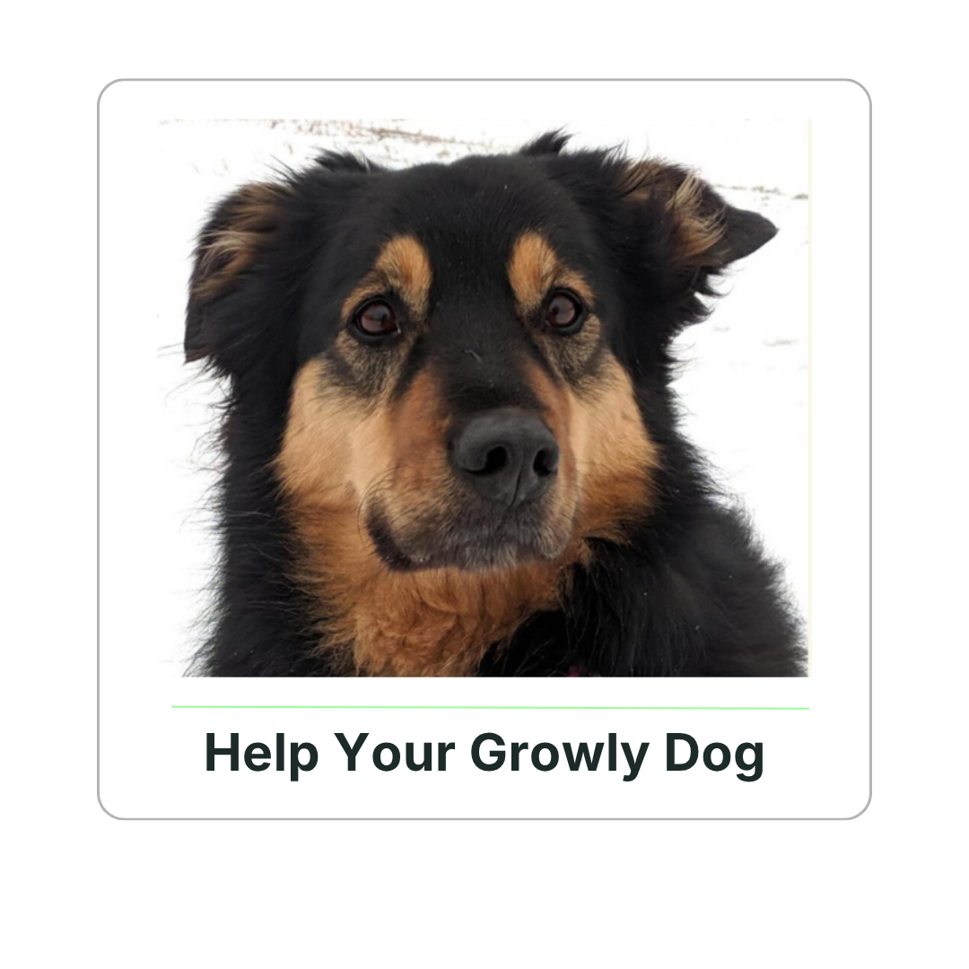 Brilliant Family Dog