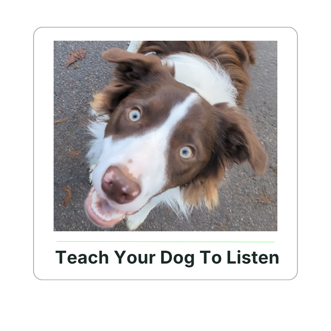 Brilliant Family Dog