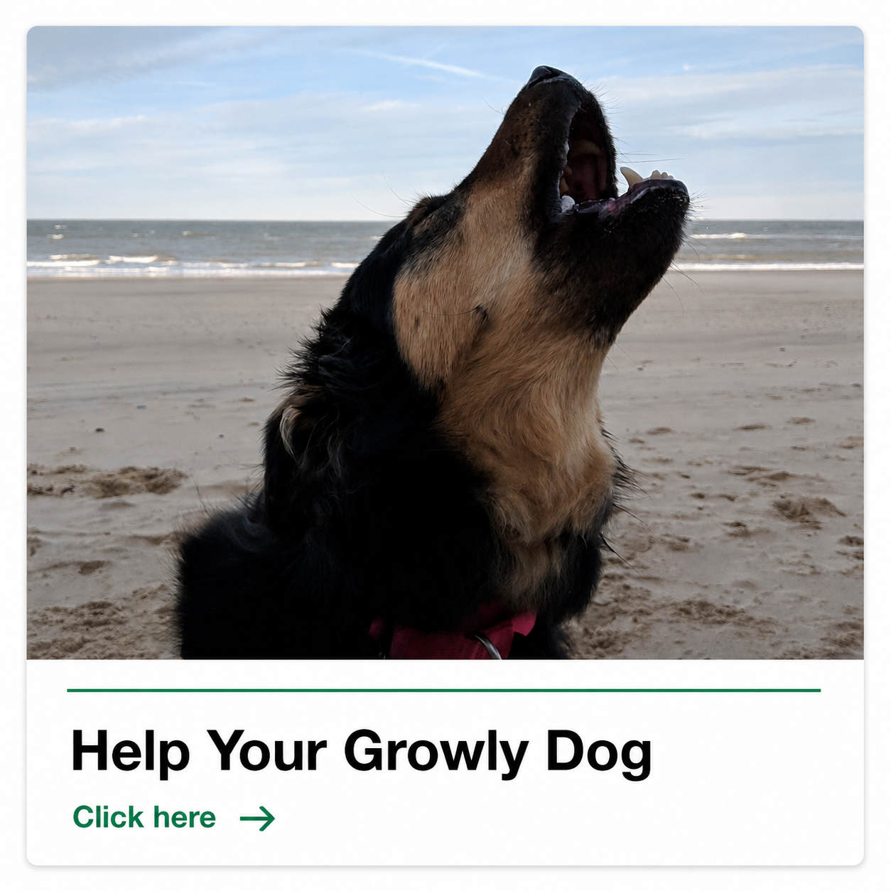 BRILLIANT FAMILY DOG BEVERLEY COURTNEY GROWLY 2.png