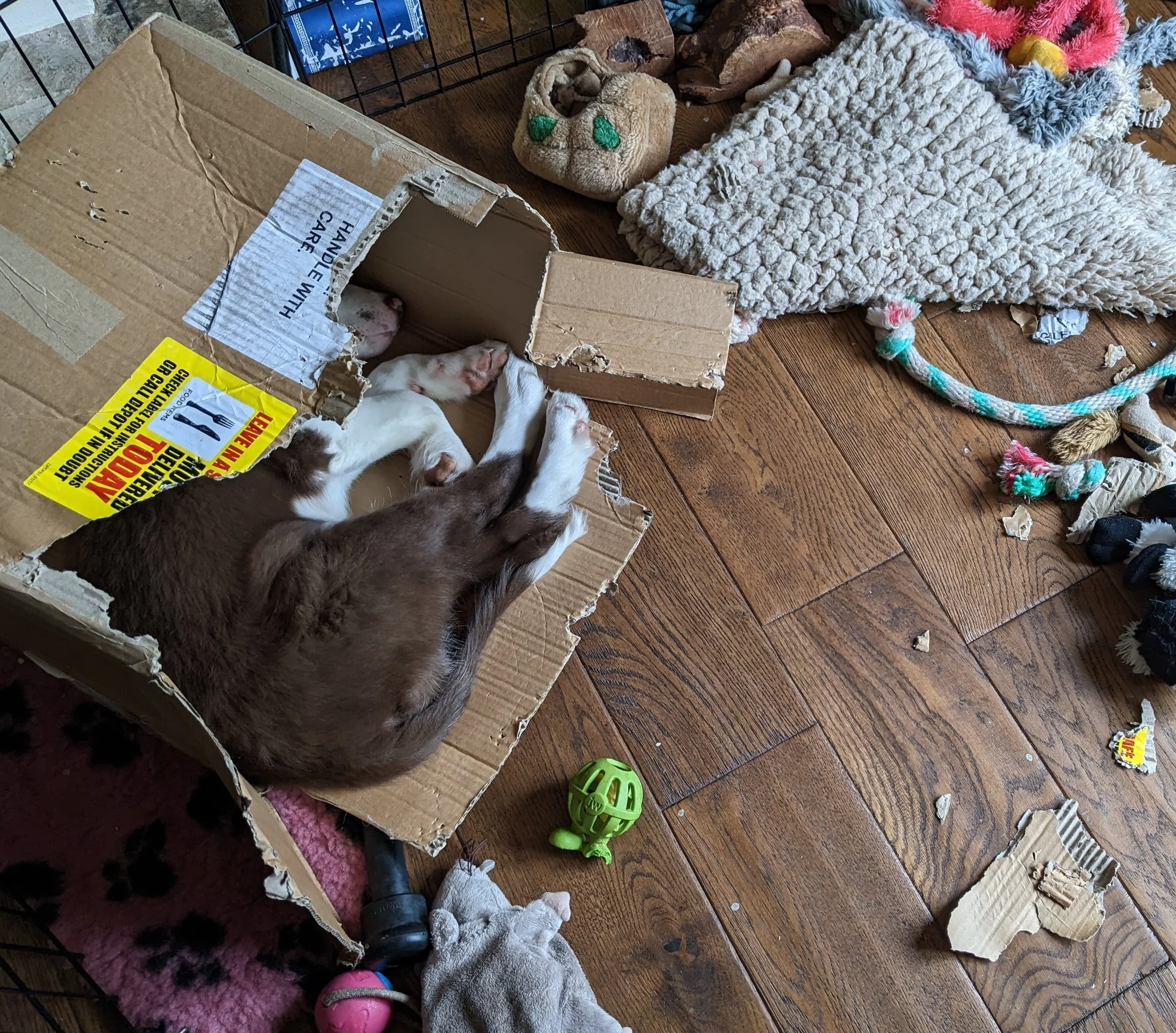 Happy Yannick asleep in the wreckage brilliant family dog