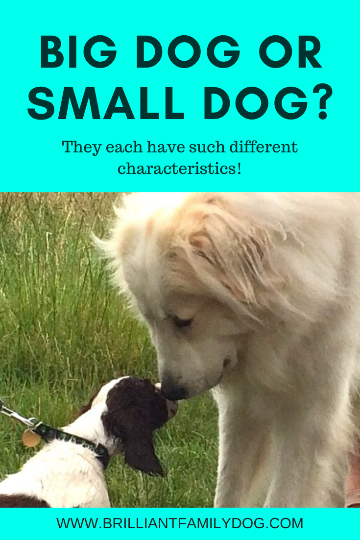 are big dogs better than small dogs