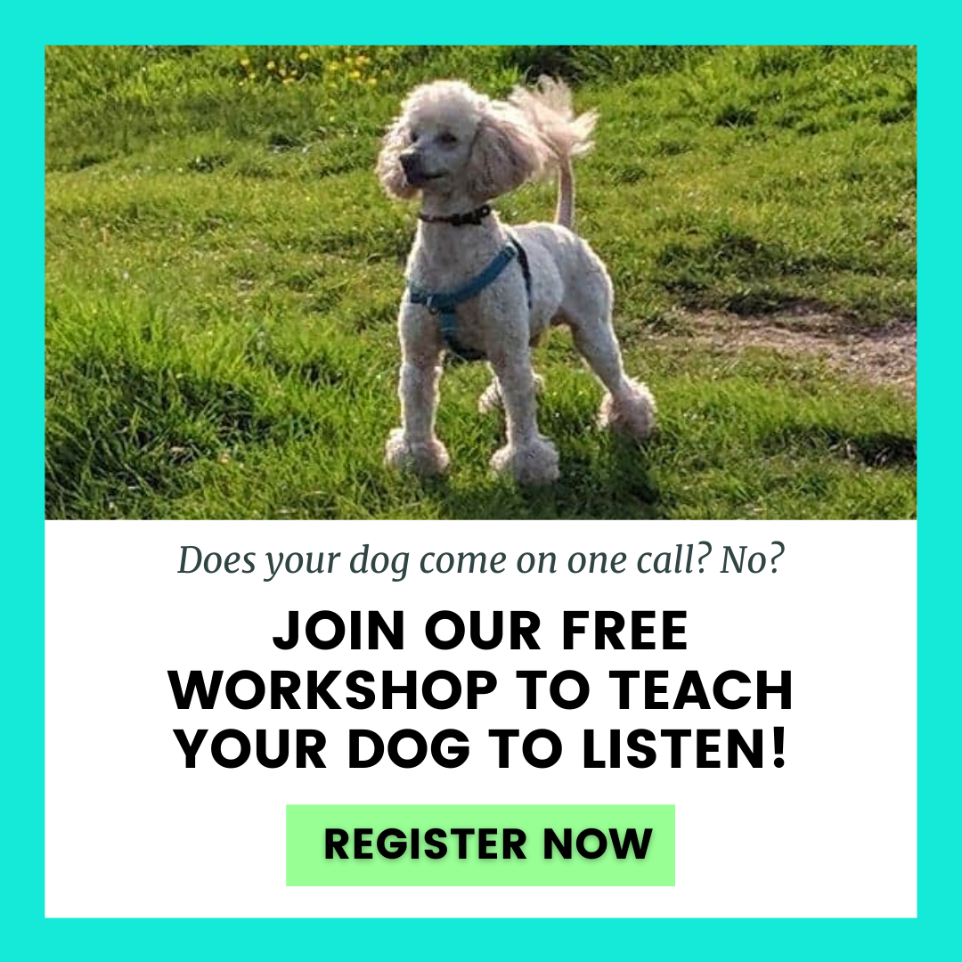 BRILLIANT FAMILY DOG FREE WORKSHOP